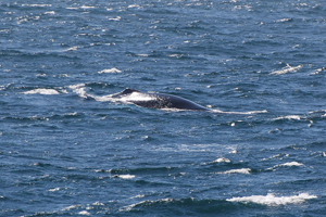 Humpback whale #HBIRL3 off Old Head Kinsale, Cork 10/07/08 Ronan Mc Laughlan, L.E. Aishling